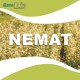 NEMAT - triumph