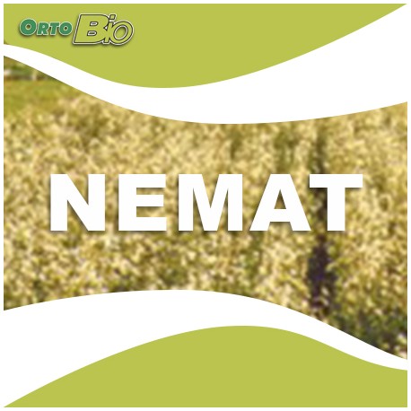 NEMAT - triumph