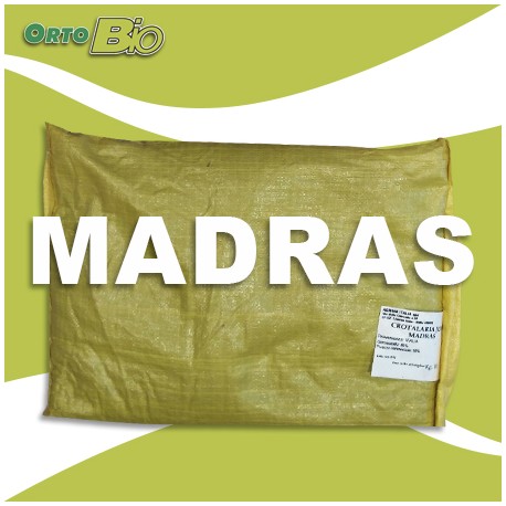 MADRAS - triumph